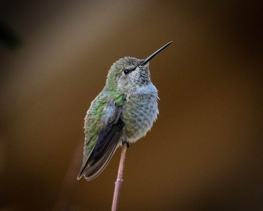 Anns Hummingbird - George Peterson